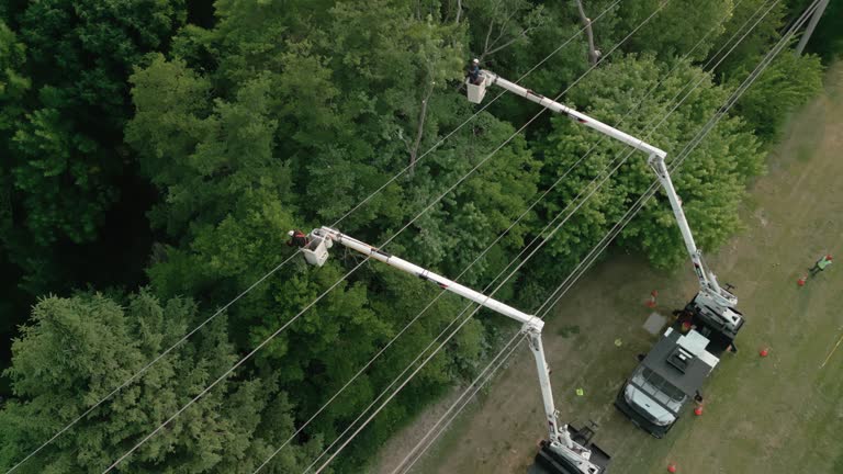 How Our Tree Care Process Works  in San Carlos, CA